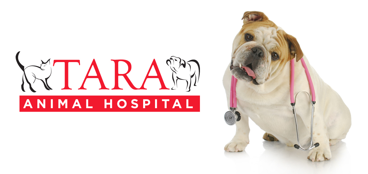 tara animal hospital